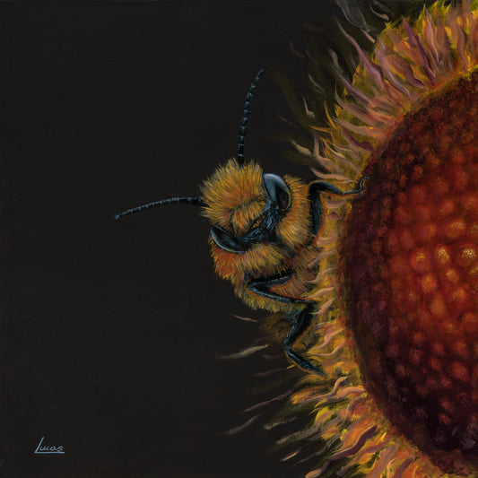 Sun Bee by Lucas Davey